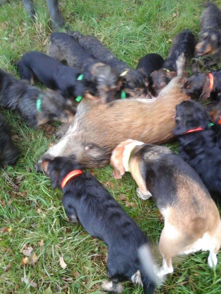 chasse sur terre